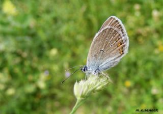 okgzl Rus Mavisi (Polyommatus coelestina)