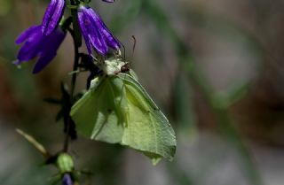 Orakkanat (Gonepteryx rhamni)