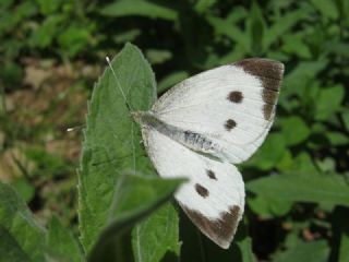 Byk Beyazmelek  (Pieris brassicae)