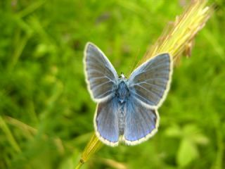 okgzl Mavi (Polyommatus icarus)