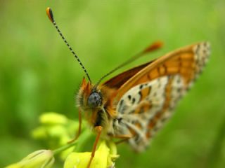 parhan (Melitaea cinxia)