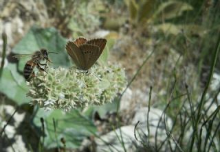 ? Agro Tr (Tanmsz) (Agrodiaetus sp.)