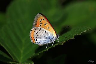Byk Bakr Gzeli (Lycaena dispar)