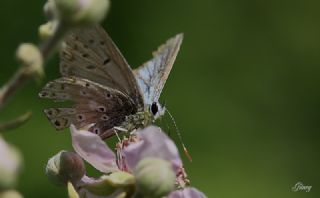 okgzl Balkan Mavisi (Aricia anteros )