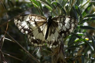 l Melikesi (Melanargia grumi)