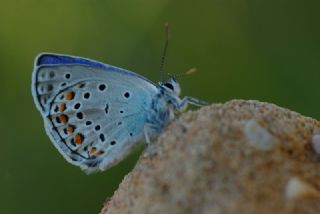 Anadolu Esmergz (Plebejus modicus)