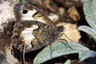 Anadolu Yalanccads (Pseudochazara anthelea)