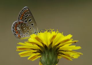 okgzl Mavi (Polyommatus icarus)