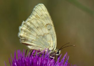 Anadolu Melikesi (Melanargia larissa)