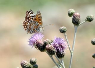 Cezayirli parhan (Melitaea ornata)