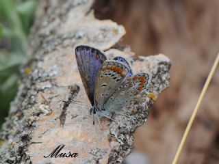 okgzl Mavi (Polyommatus icarus)