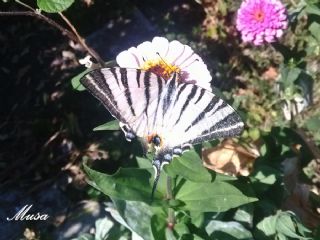 Erik Krlangkuyruk (Iphiclides podalirius)