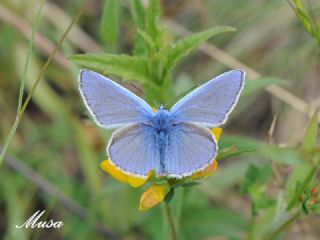 okgzl Mavi (Polyommatus icarus)