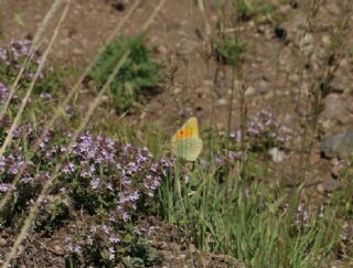 Anadolu Azameti (Colias aurorina)