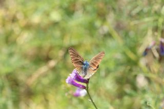 okgzl Geranium Mavisi (Polyommatus eumedon)