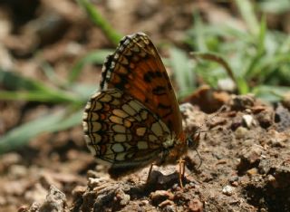 Amannisa (Melitaea athalia)