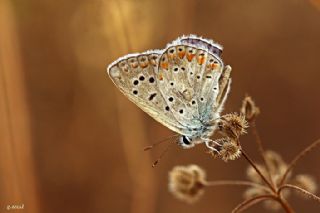 okgzl Mavi (Polyommatus icarus)