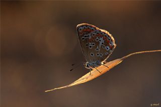 okgzl Esmer (Aricia agestis)