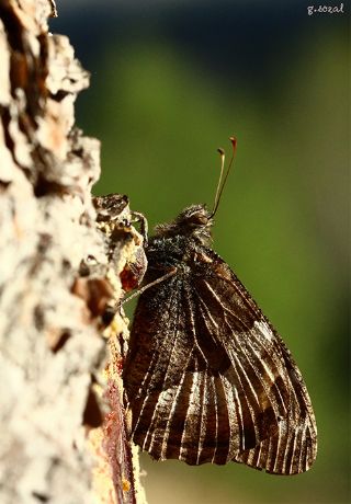 Aa Karamelei (Hipparchia statilinus)