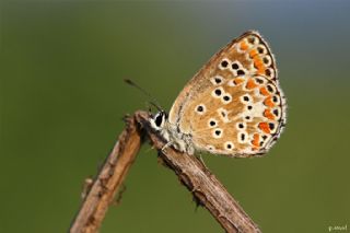 okgzl Esmer (Aricia agestis)