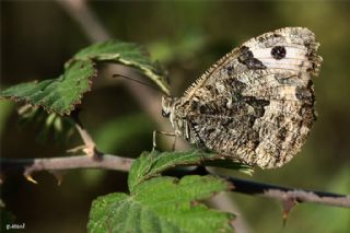 Gney Kzlmelei (Hipparchia senthes)