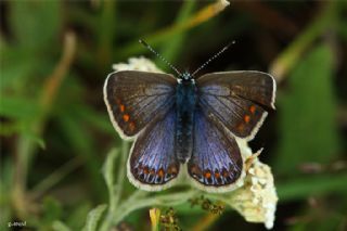 okgzl Mavi (Polyommatus icarus)