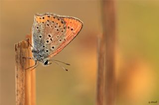 Kk Ate Gzeli (Lycaena thersamon)