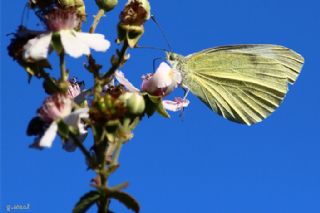 Byk Beyazmelek  (Pieris brassicae)