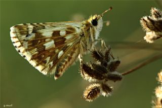 Ebegmeci Zpzp (Pyrgus malvae)