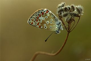 okgzl Esmer (Aricia agestis)