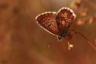 okgzl Balkan Mavisi (Aricia anteros )