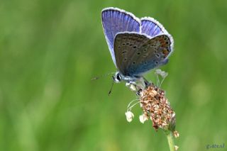 okgzl Mavi (Polyommatus icarus)
