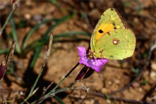 Sar Azamet (Colias croceus)