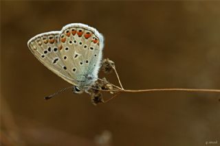 okgzl Mavi (Polyommatus icarus)