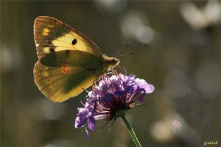 Sar Azamet (Colias croceus)