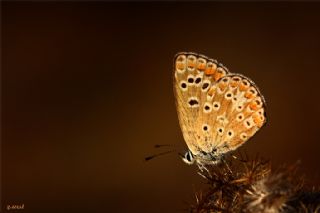 okgzl Esmer (Aricia agestis)