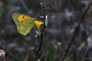 Sar Azamet (Colias croceus)