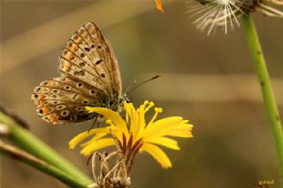 okgzl Mavi (Polyommatus icarus)
