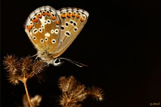 okgzl Balkan Mavisi (Aricia anteros )