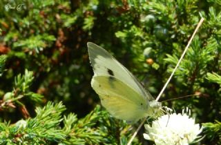 Byk Beyazmelek  (Pieris brassicae)