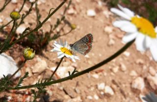 okgzl Mavi (Polyommatus icarus)