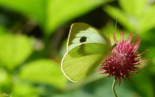 Byk Beyazmelek  (Pieris brassicae)