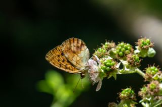 Brtlen Brentisi (Brenthis daphne)