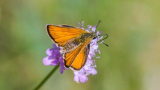 Siyah Antenli Zpzp (Thymelicus lineolus)