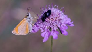 Sar Antenli Zpzp (Thymelicus sylvestris)