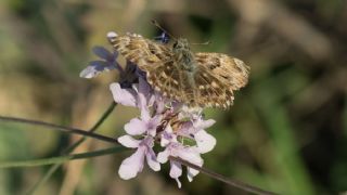 Hatmi Zpzp (Carcharodus alceae)