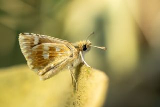 Anadolu Zpzp (Muschampia proteides)