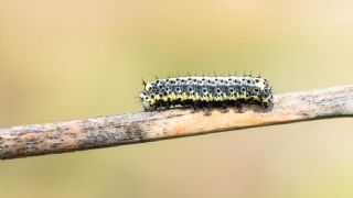 Krlangkuyruk (Papilio machaon)