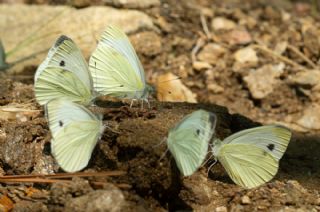 Yalanc Beyazmelek (Pieris pseudorapae)