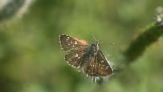Kzl Zpzp (Spialia orbifer)